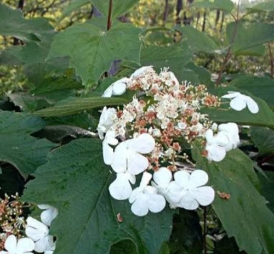 Viburnum trilobum flower