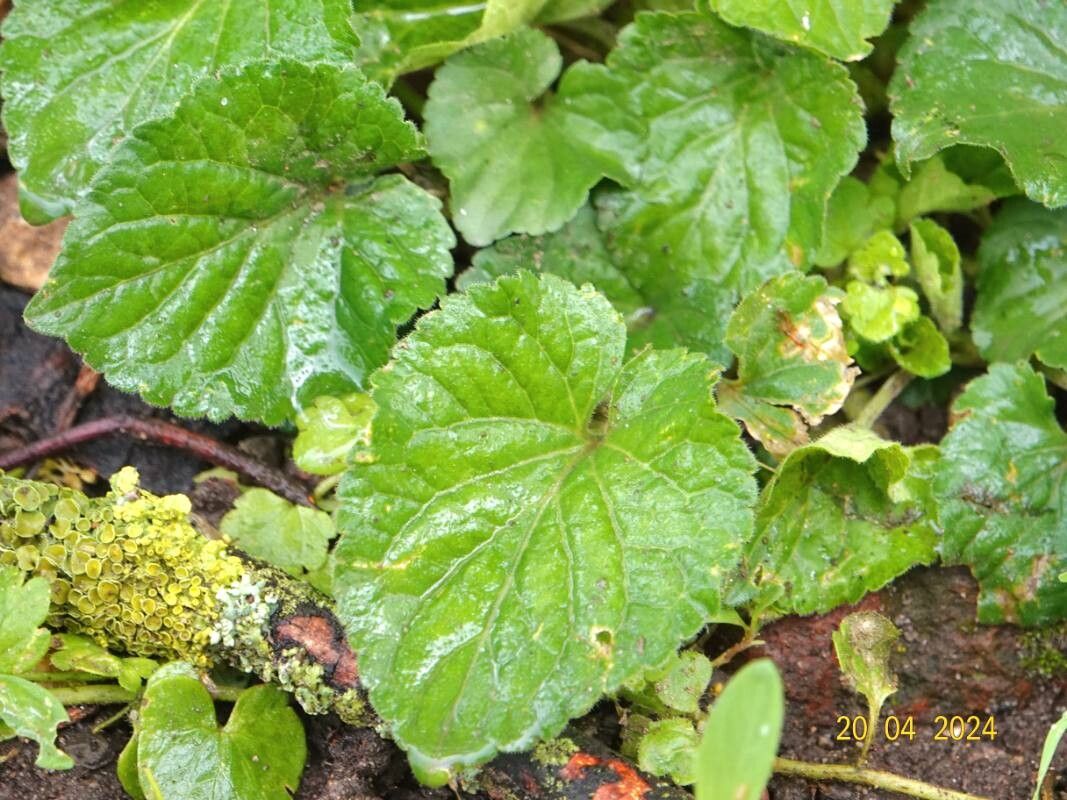 Viola × scabra leaf