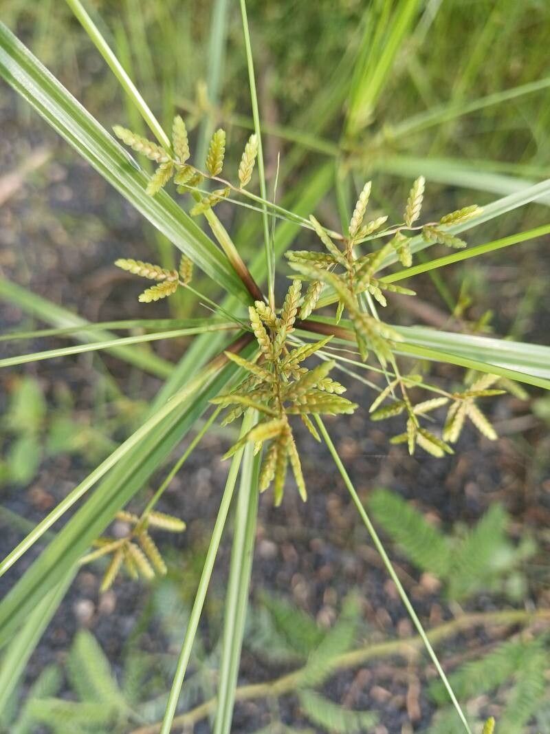 Cyperus imbricatus fruit