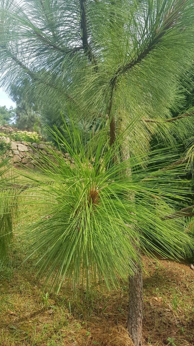 Pinus durangensis — houseplant care guide