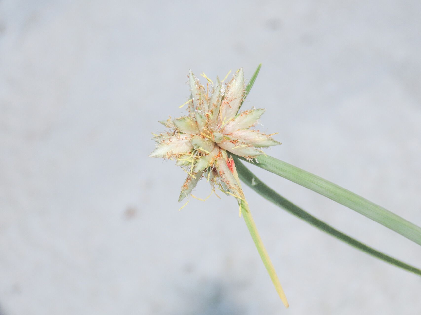 Cyperus pachyrhizus — houseplant care guide