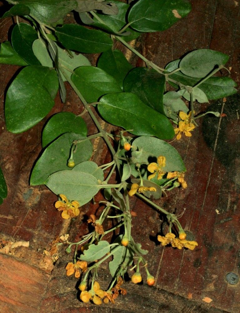 Stigmaphyllon mcphersonii habit