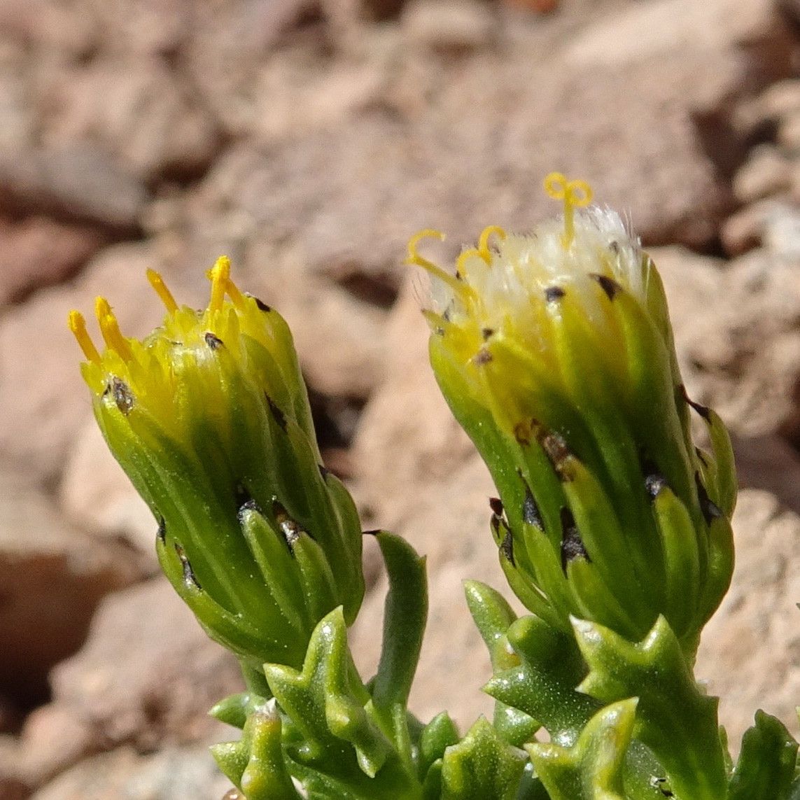 Senecio puchei flower