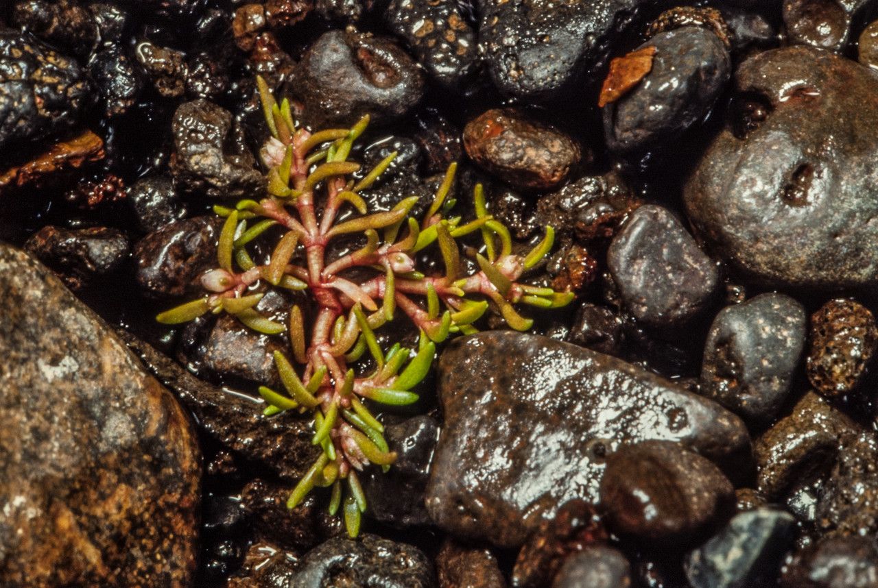 Crassula aquatica habit