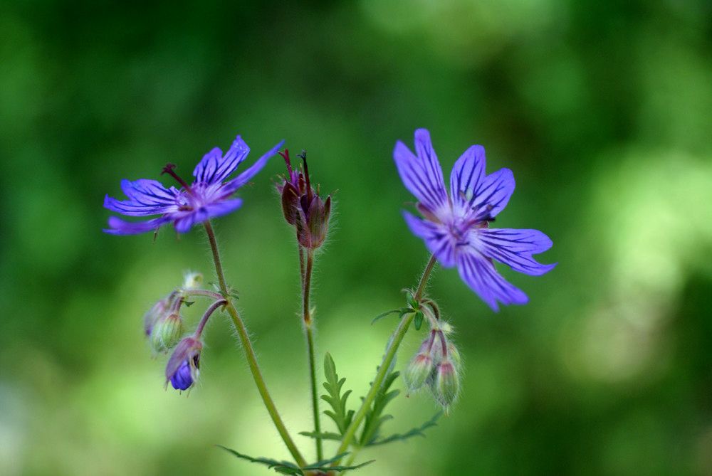 Geranium malviflorum flower
