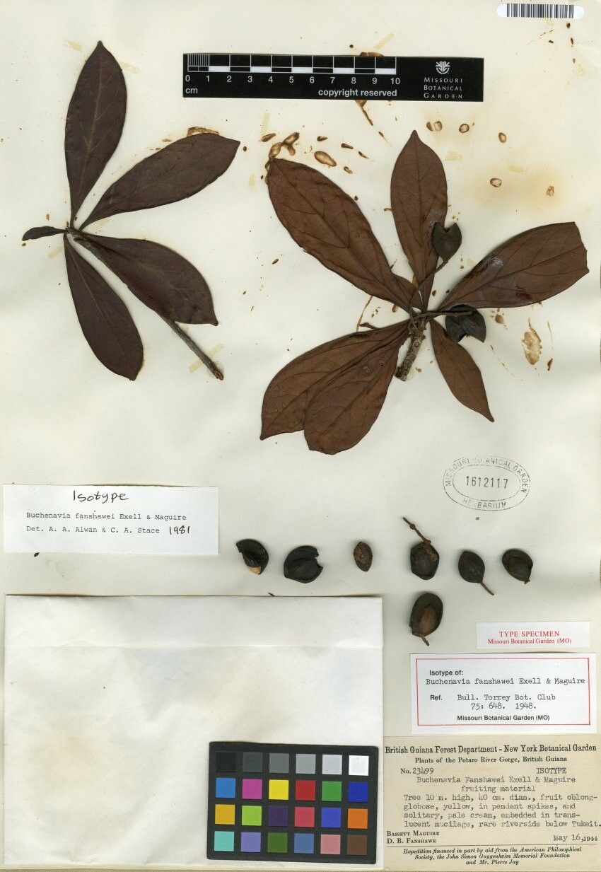 Terminalia fanshawei — search result for 'Terminalia'