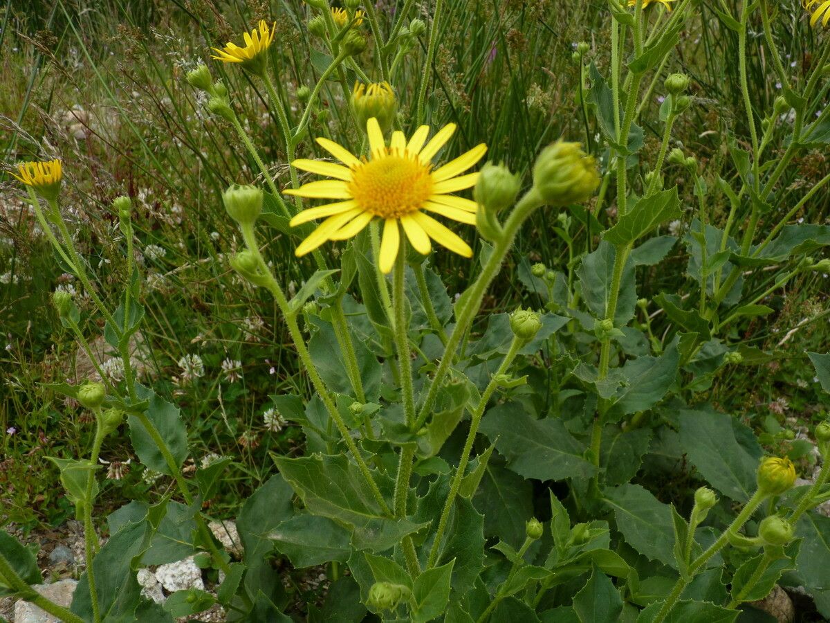 Doronicum corsicum flower