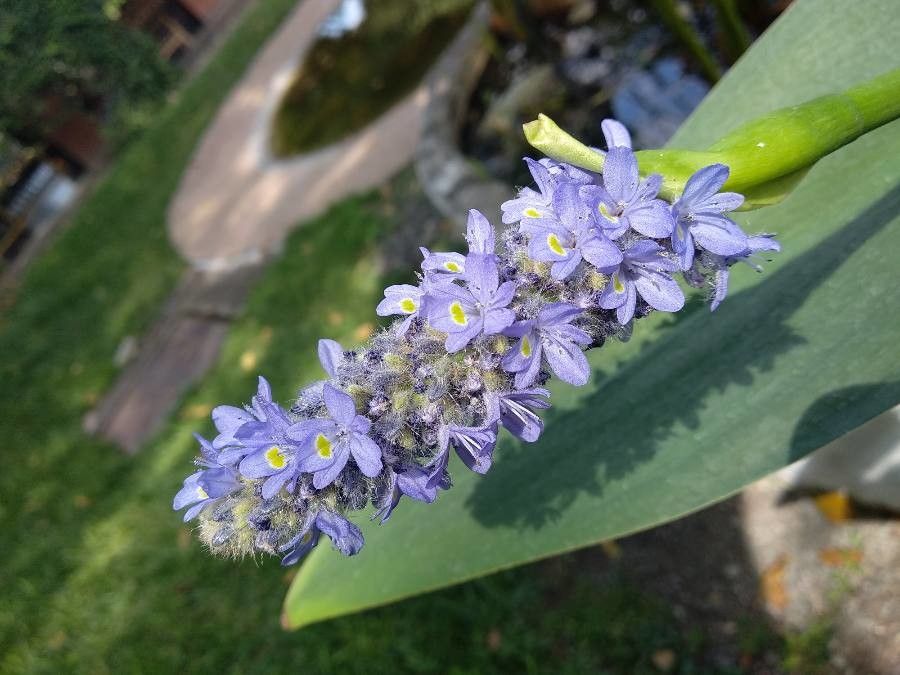 Bactris brongniartii flower