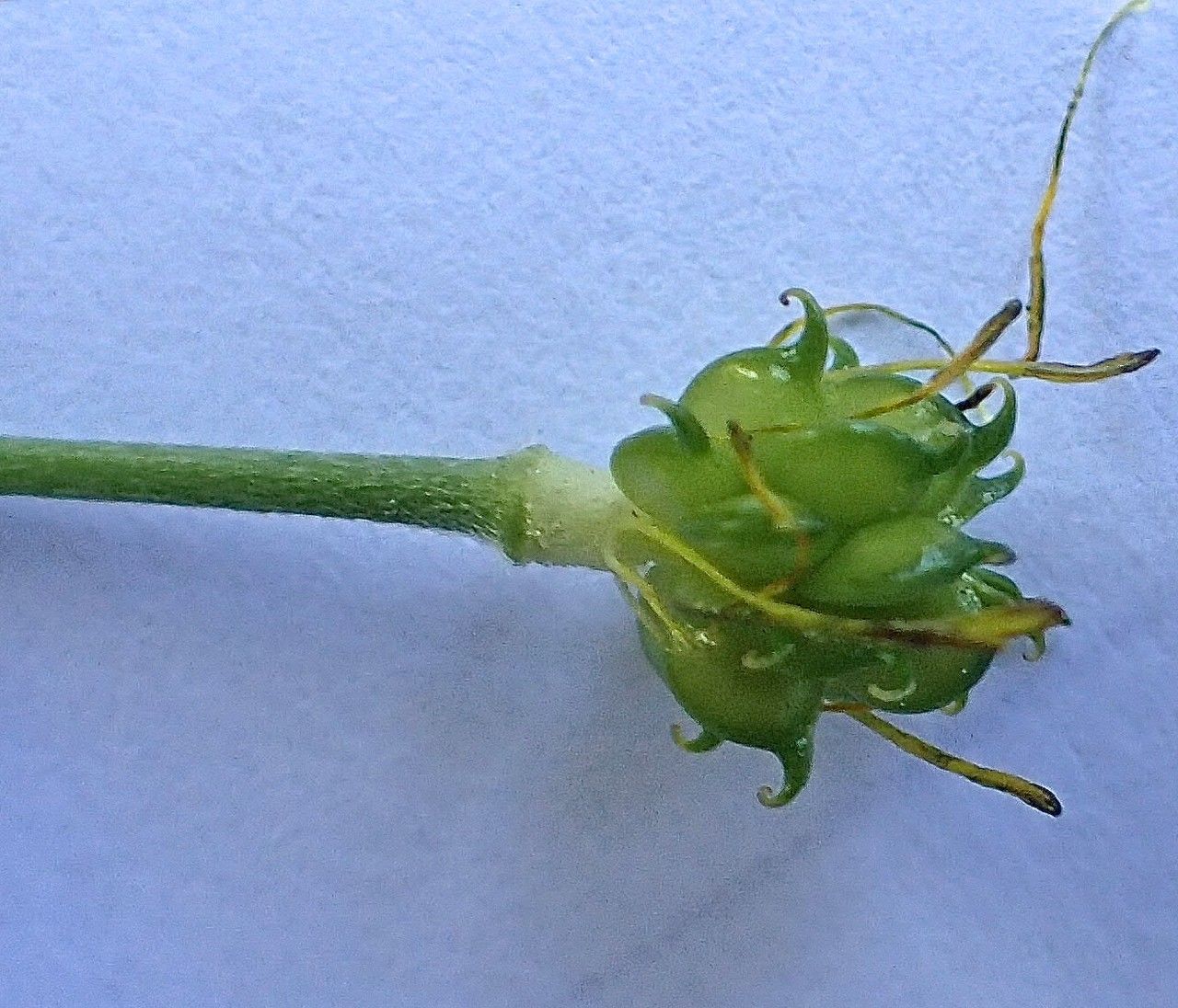 Ranunculus aduncus fruit