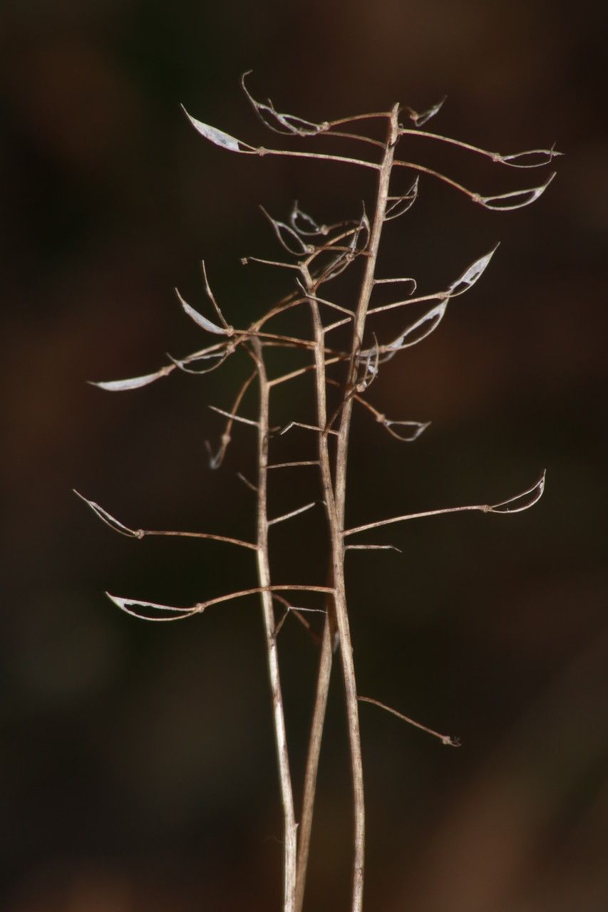Noccaea praecox bark