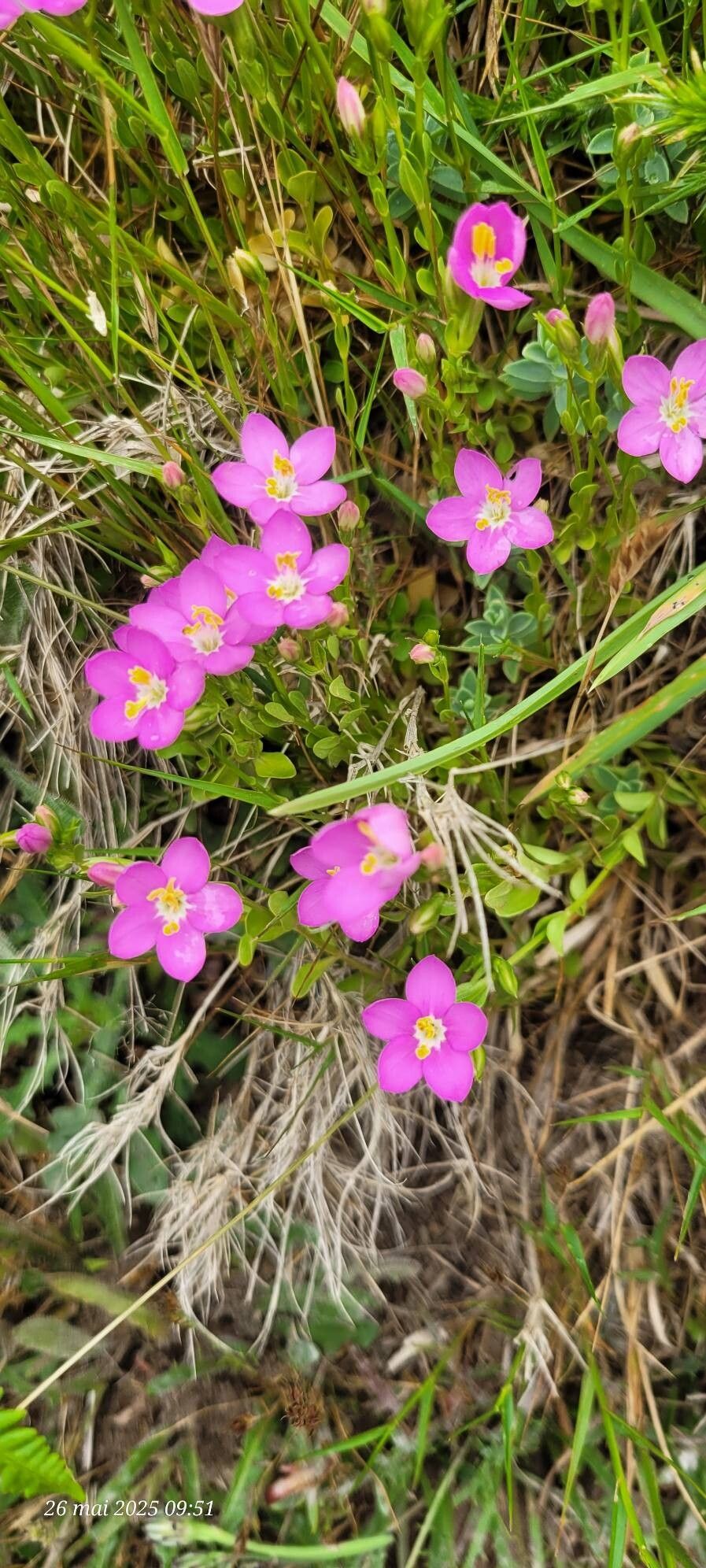 Centaurium portense — houseplant care guide