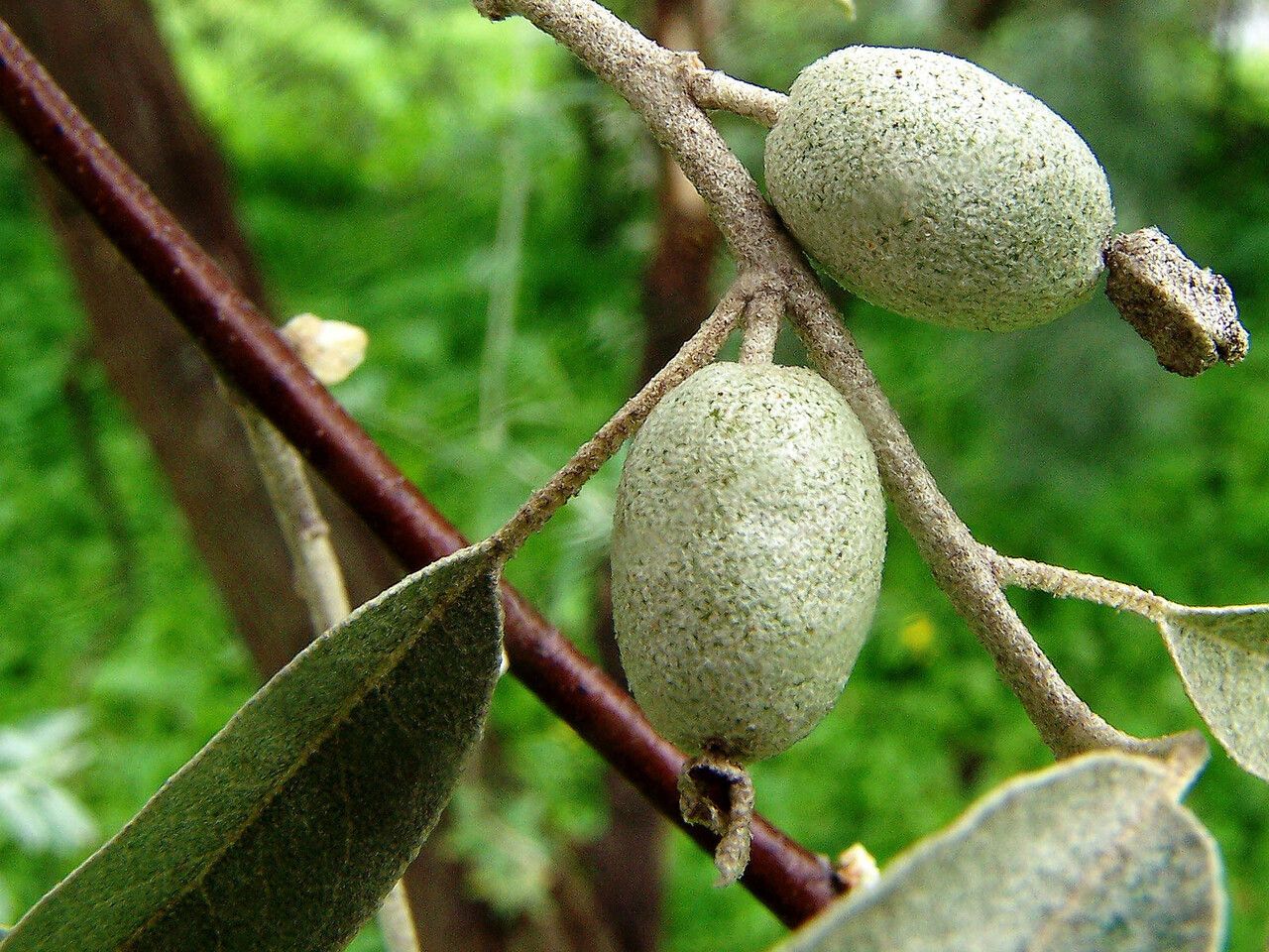 Elaeagnus commutata fruit