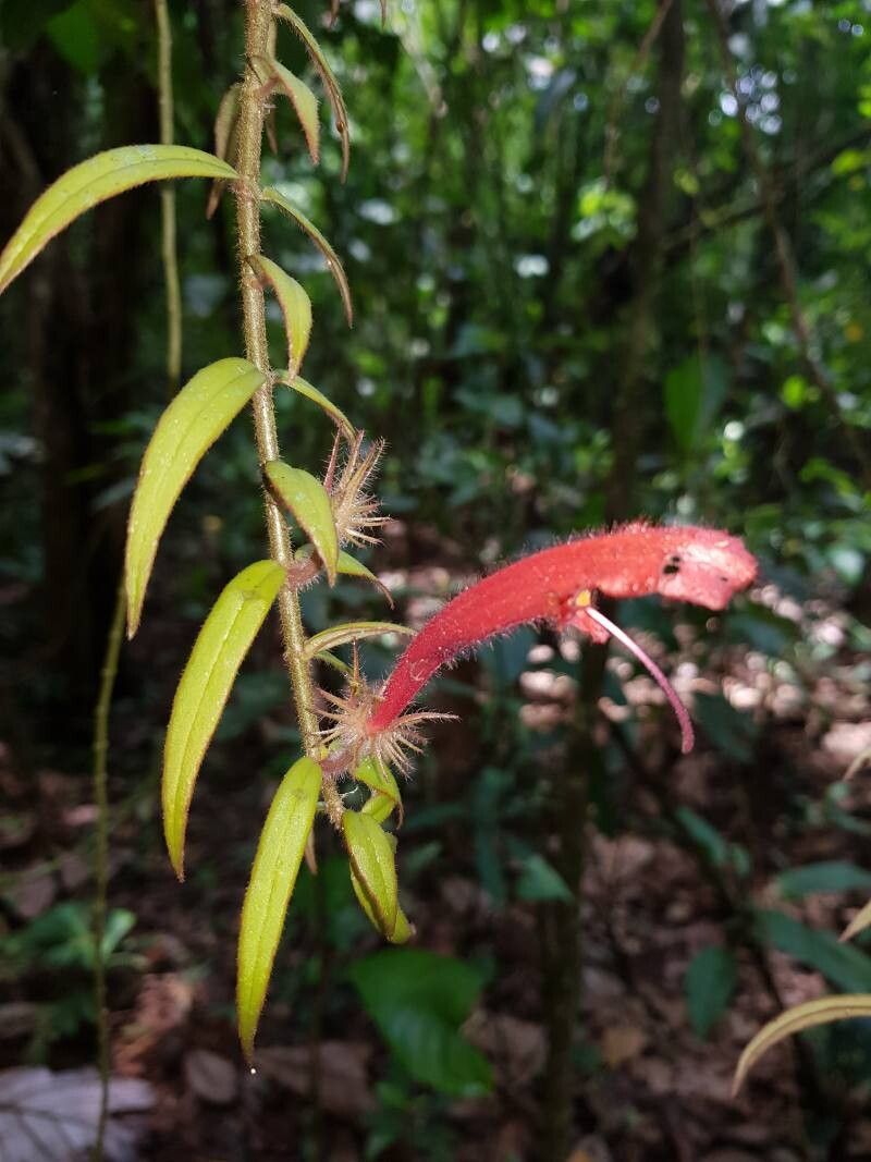 Columnea flaccida flower