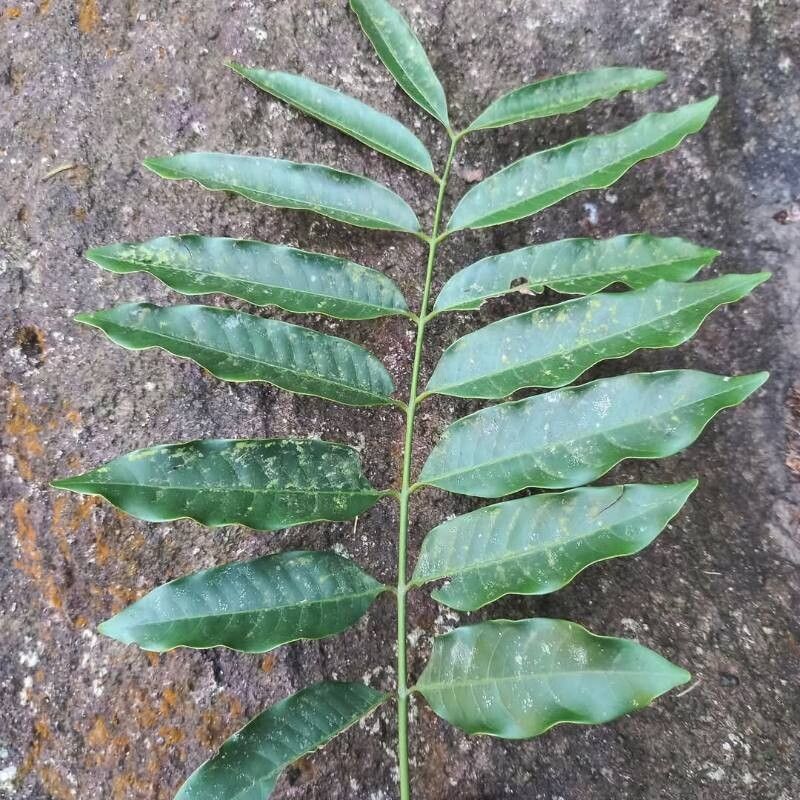 Aglaia korthalsii — related species from the same genus