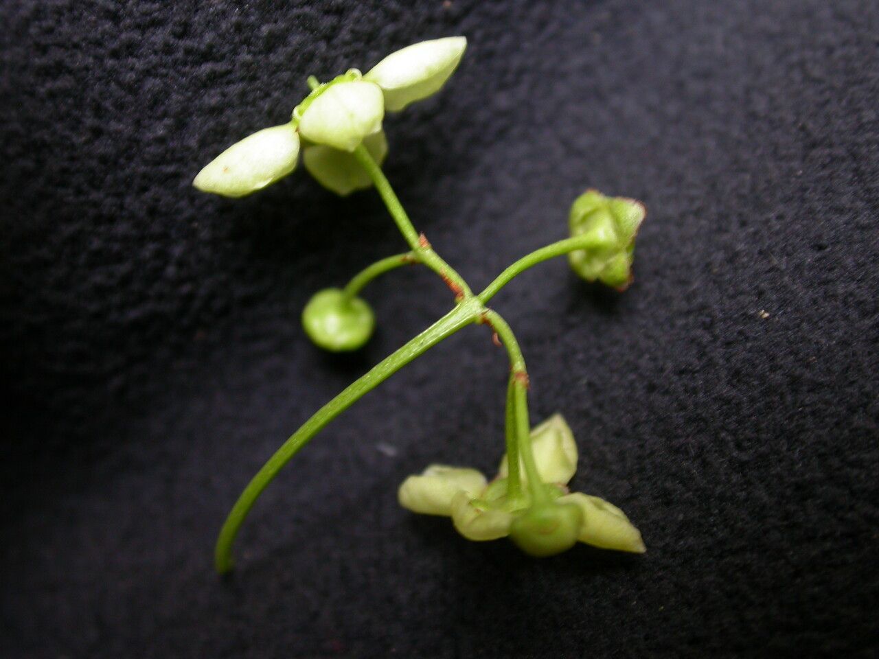 Euonymus frigidus fruit