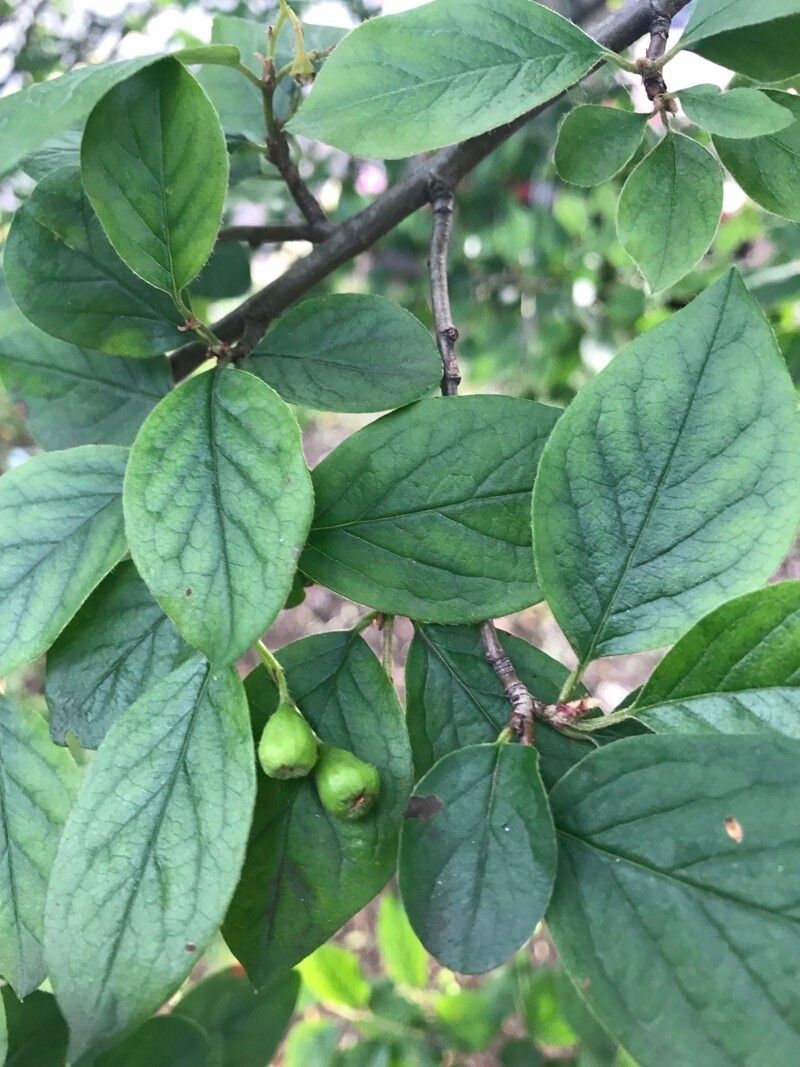 Cotoneaster moupinensis leaf