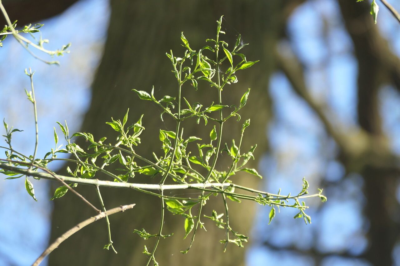 Euonymus maackii leaf