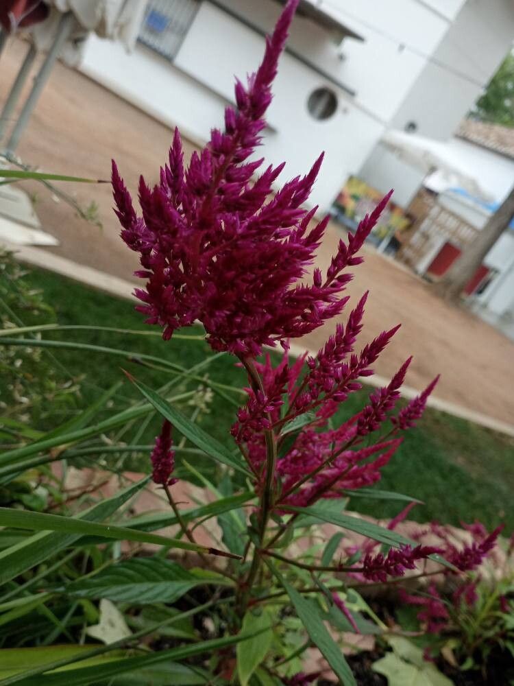 Celosia angustifolia