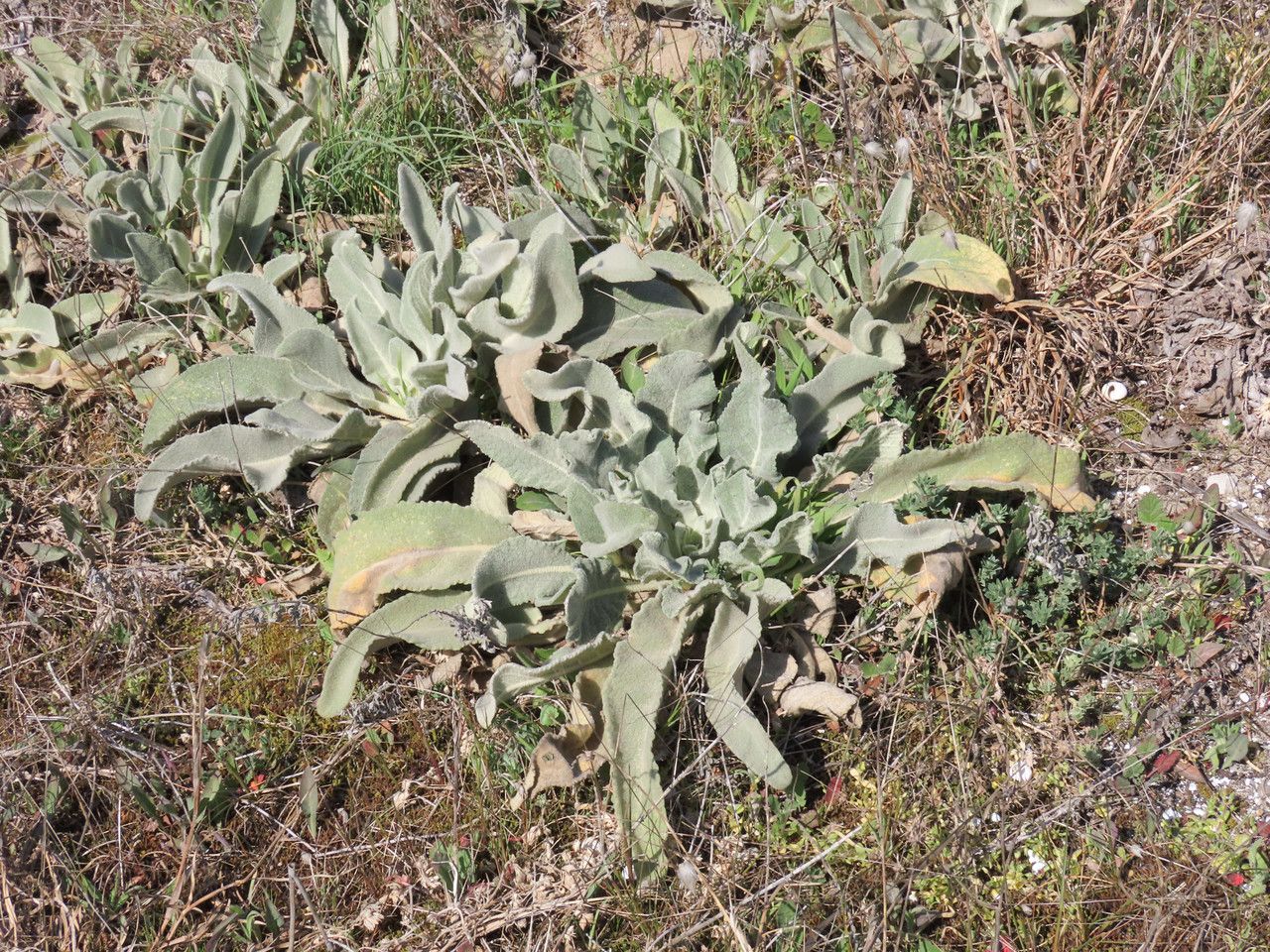 Verbascum niveum — search result for 'Verbascum'