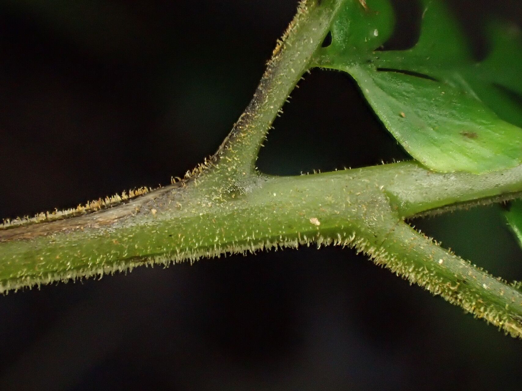 Triplophyllum dimidiatum other