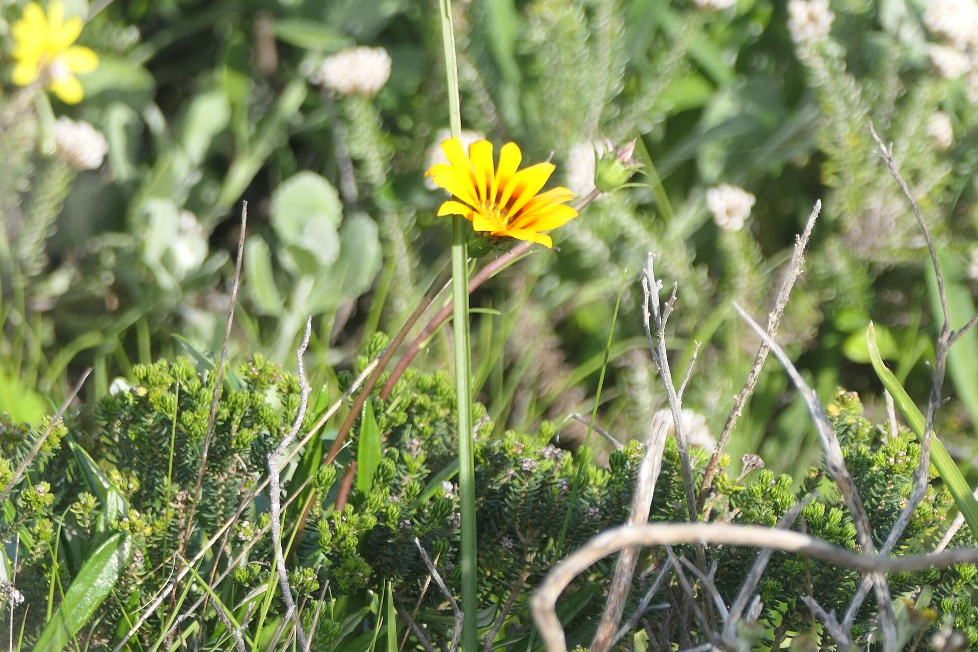 Gazania krebsiana flower