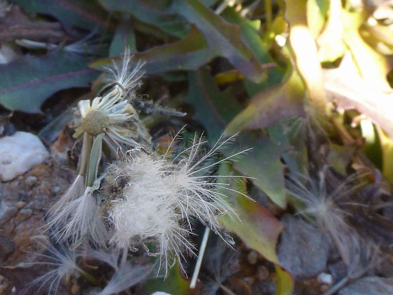 Scorzoneroides montana fruit