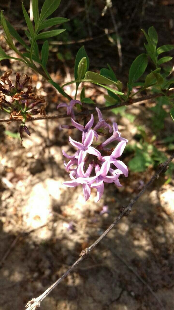 Syringa persica flower