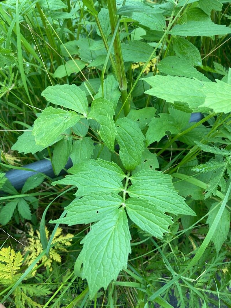 Valeriana excelsa leaf