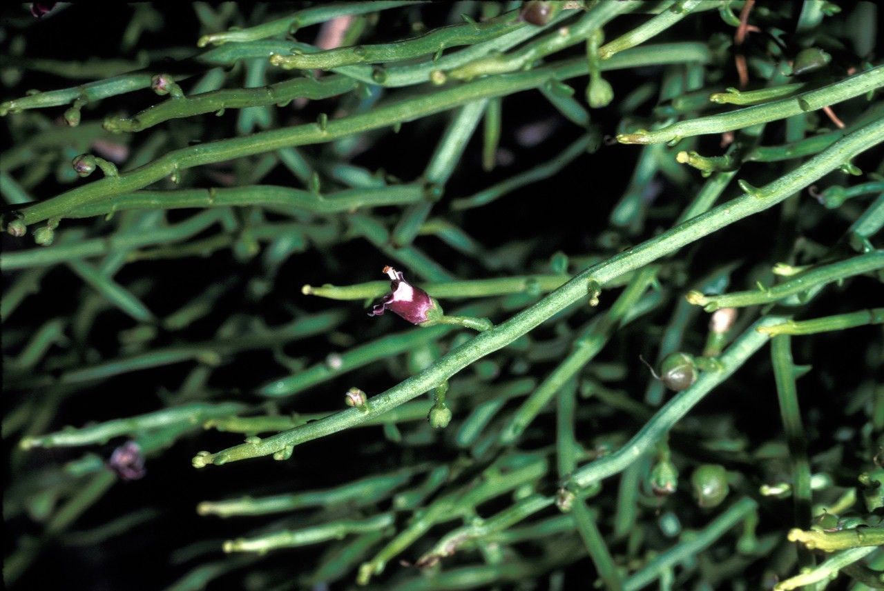 Scrophularia ramosissima — houseplant care guide