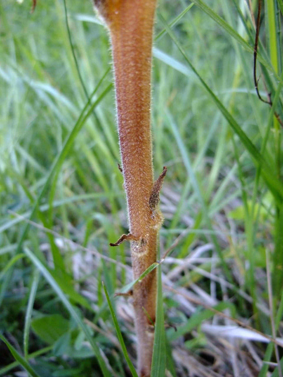 Orobanche lutea bark