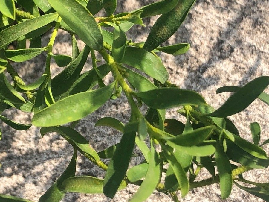 Eriostemon myoporoides — search result for 'Rutaceae'