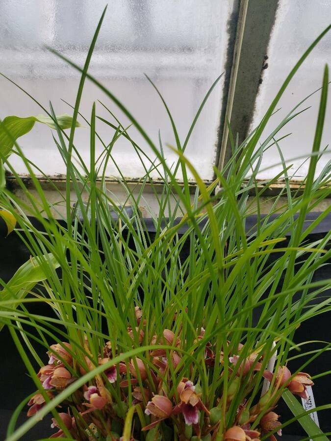 Maxillaria sanguinea — search result for 'Maxillaria'