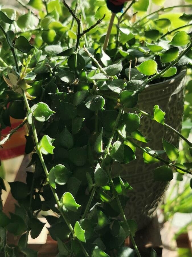 Dischidia ruscifolia other