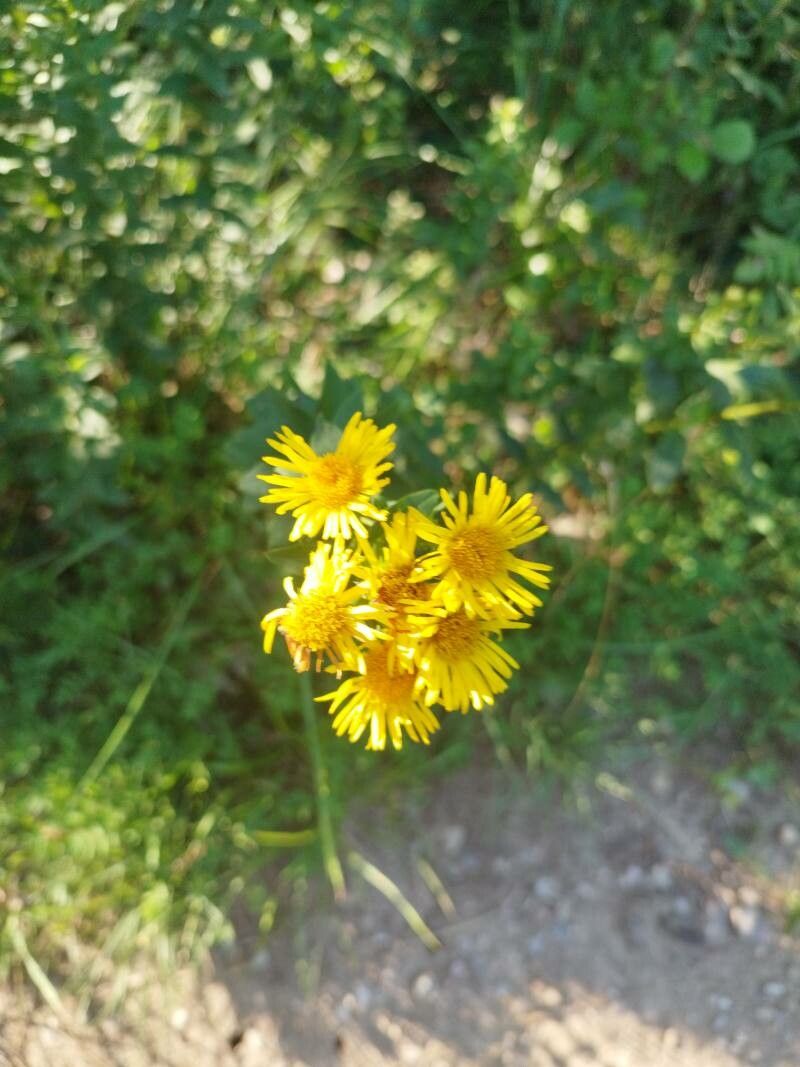 Pentanema spiraeifolium flower