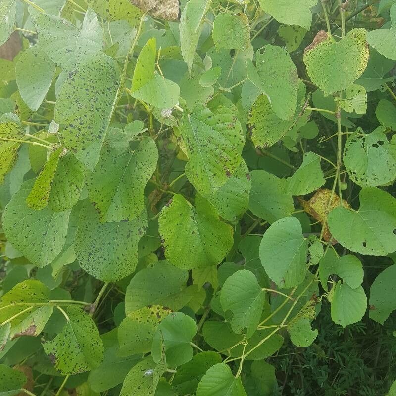 Cissus populnea — houseplant care guide