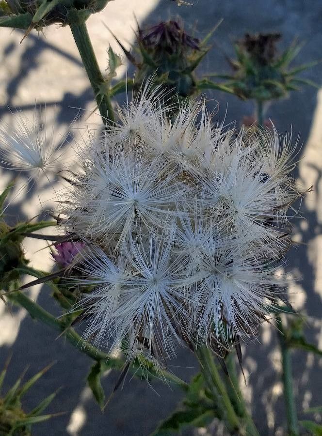 Silybum marianum fruit
