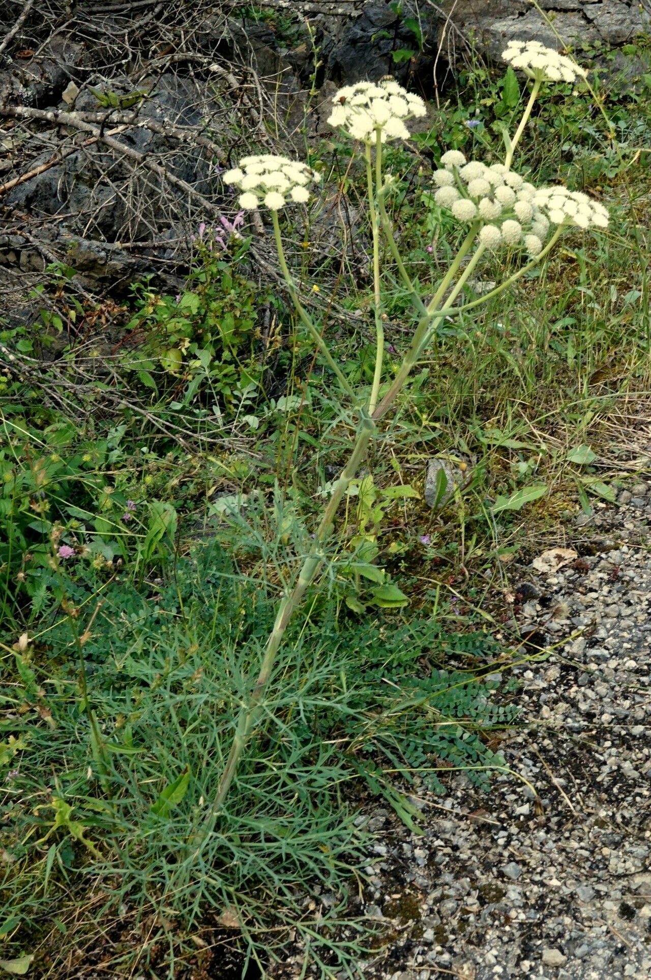 Seseli rigidum habit