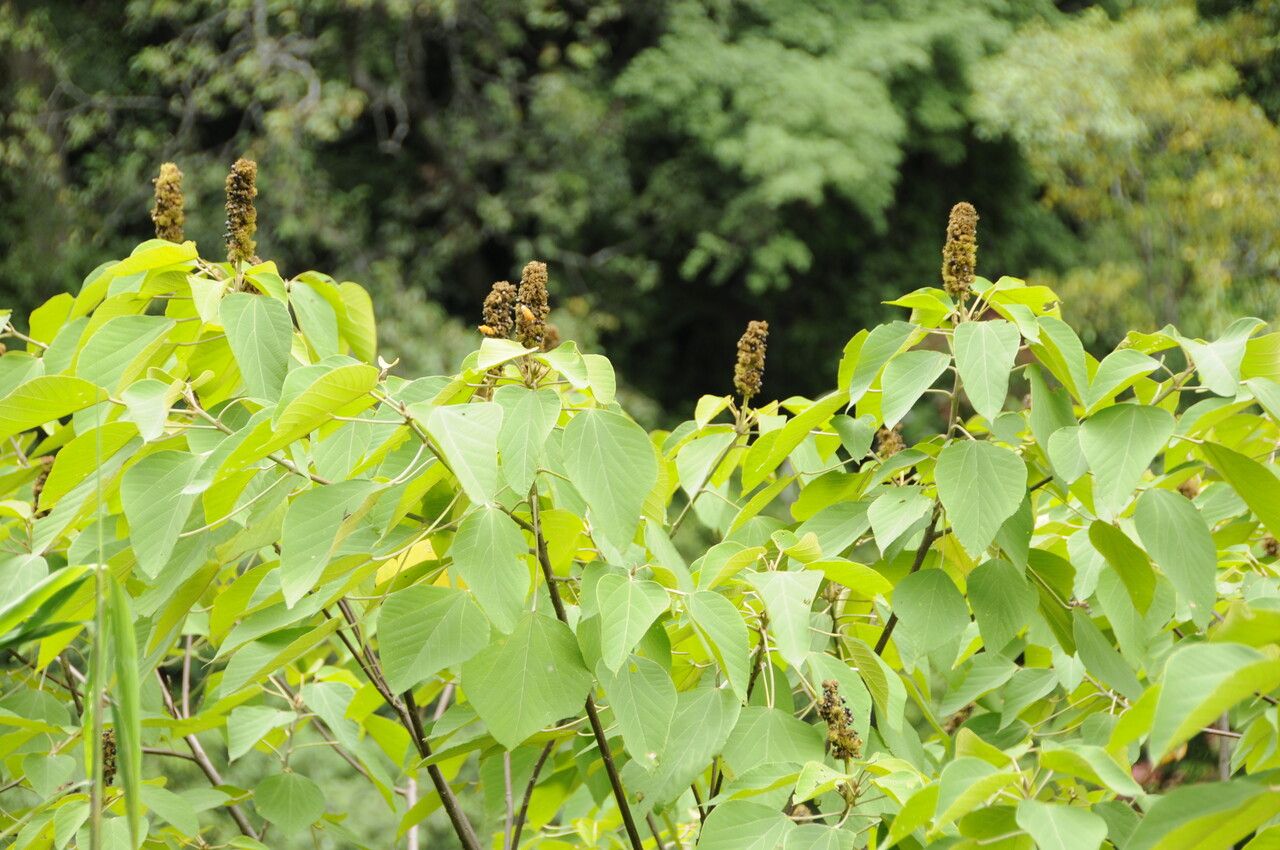 Mallotus nepalensis habit
