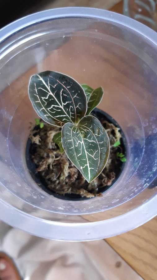 Anoectochilus chapaensis — related species from the same genus