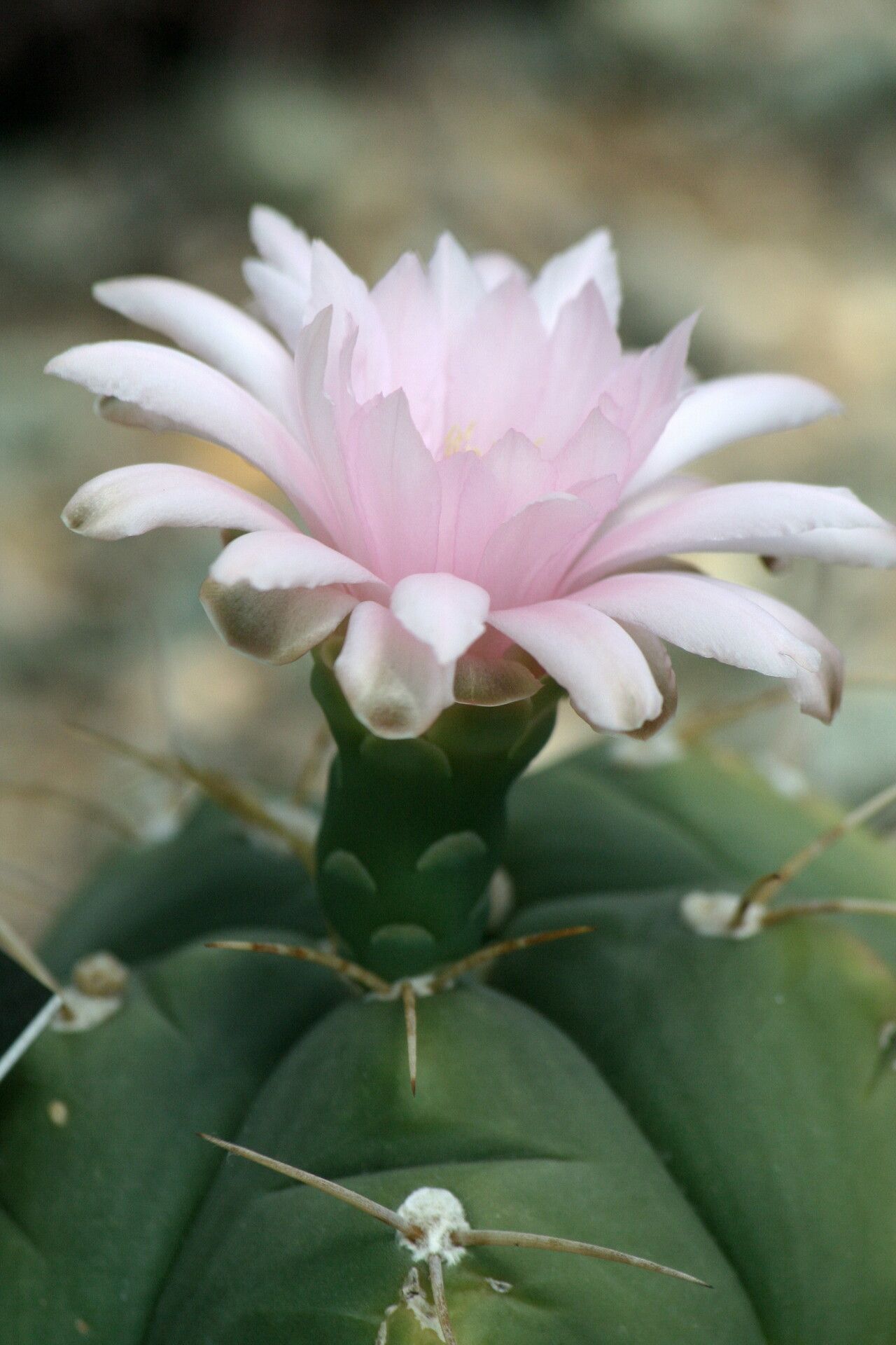 Gymnocalycium Horstii flower