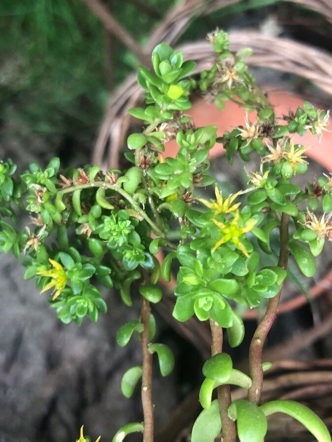 Sedum spathulifolium leaf