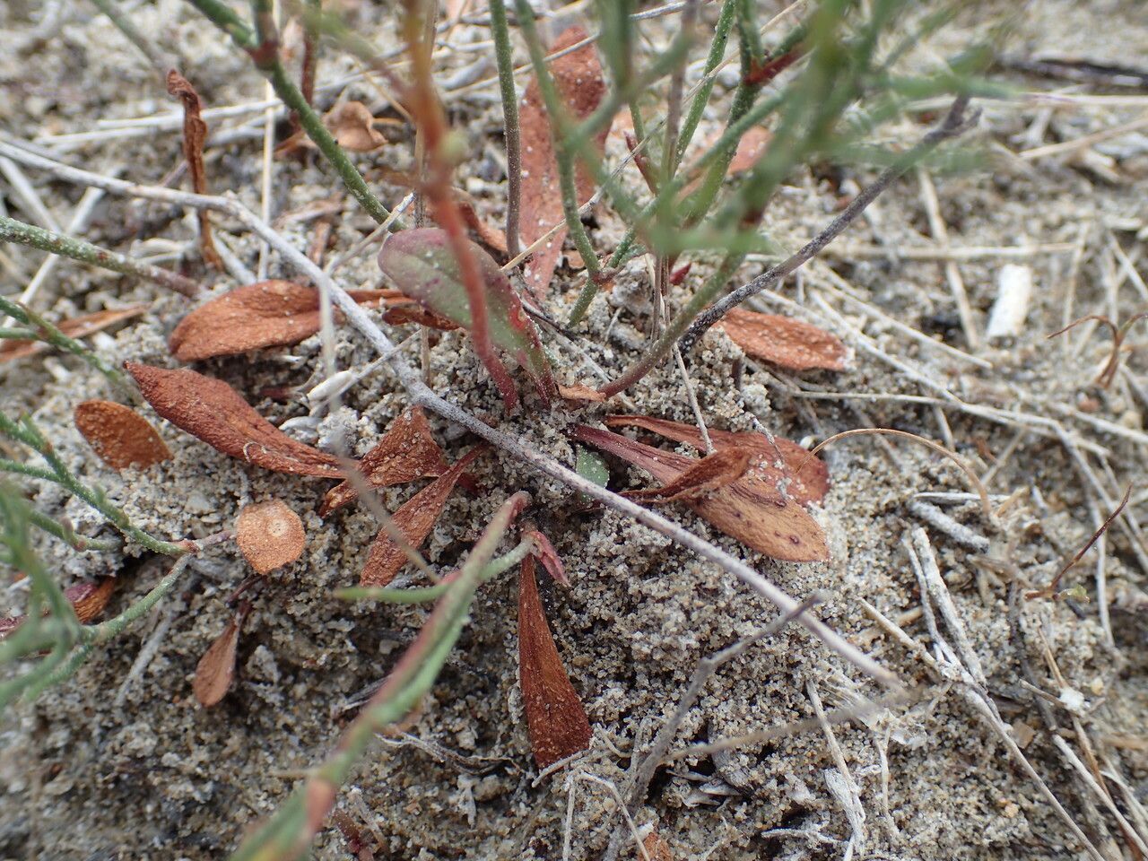 Limonium bellidifolium leaf