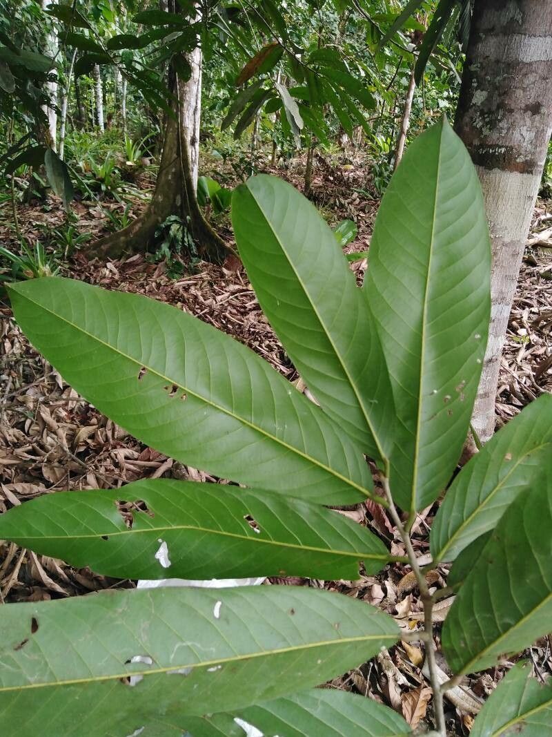 Moquilea platypus — search result for 'Chrysobalanaceae'