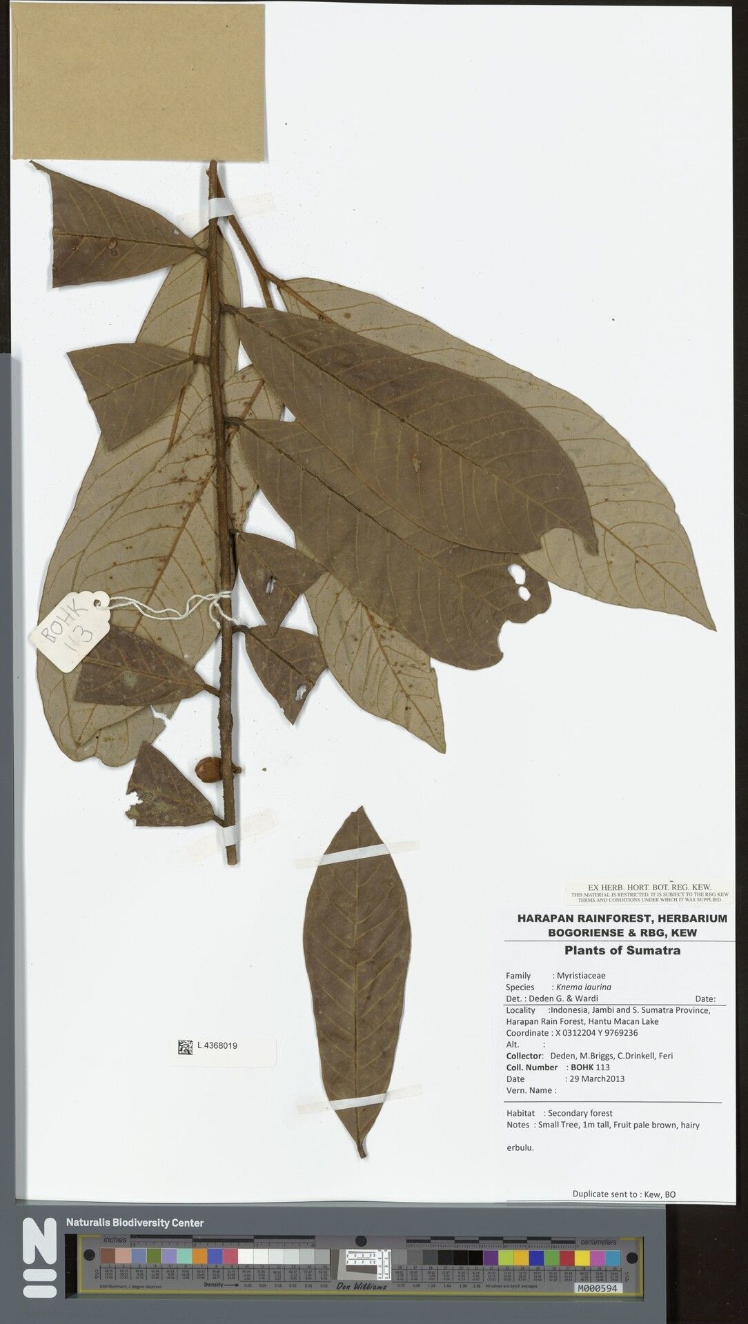 Knema laurina — houseplant care guide