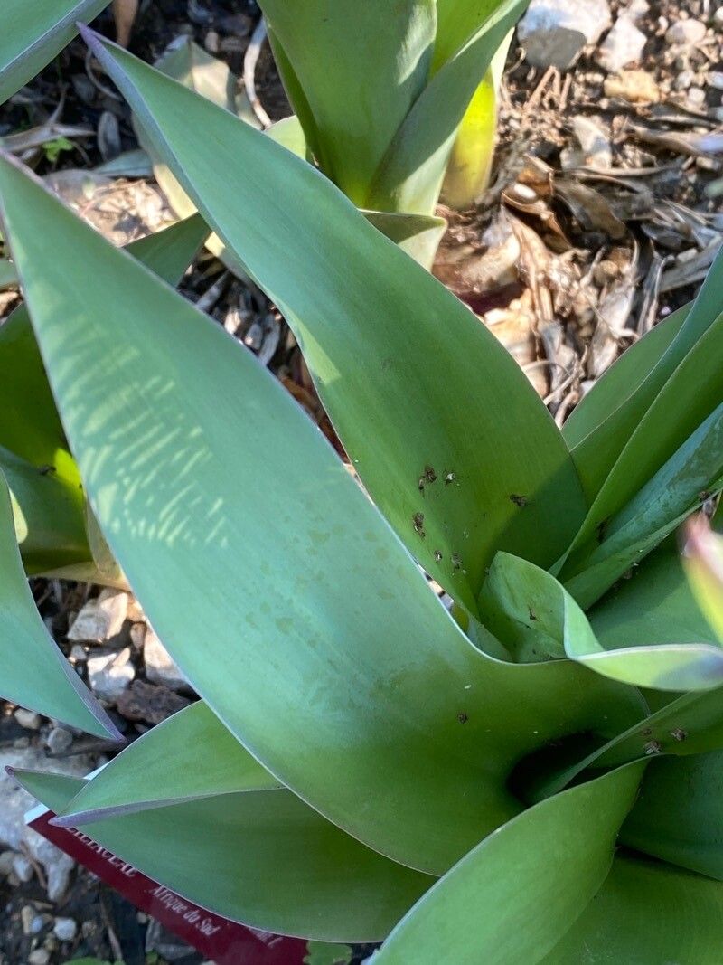 Scilla madeirensis leaf