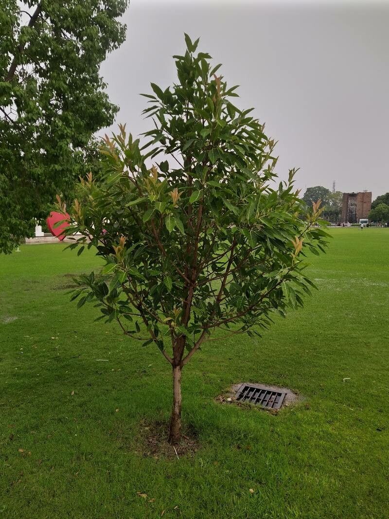 Licania ternatensis leaf