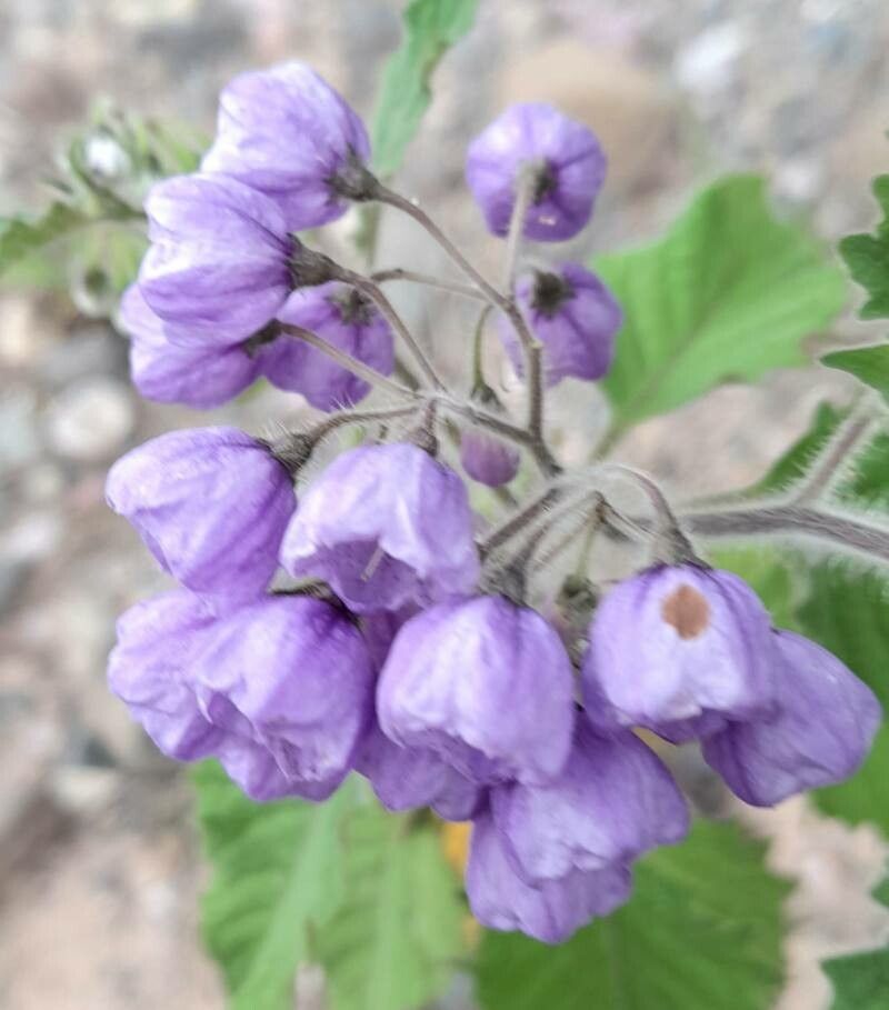 Solanum fiebrigii flower