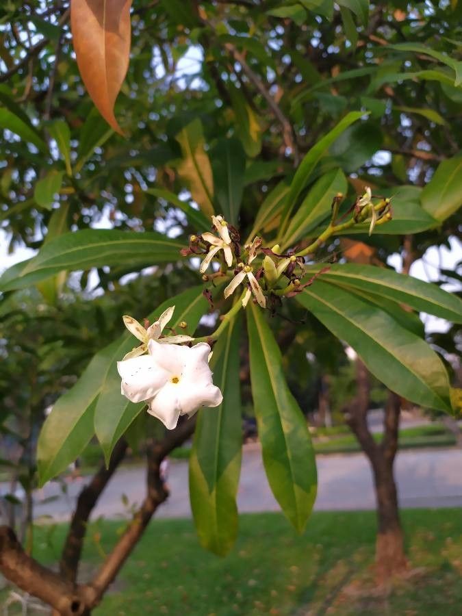 Cerbera odollam flower