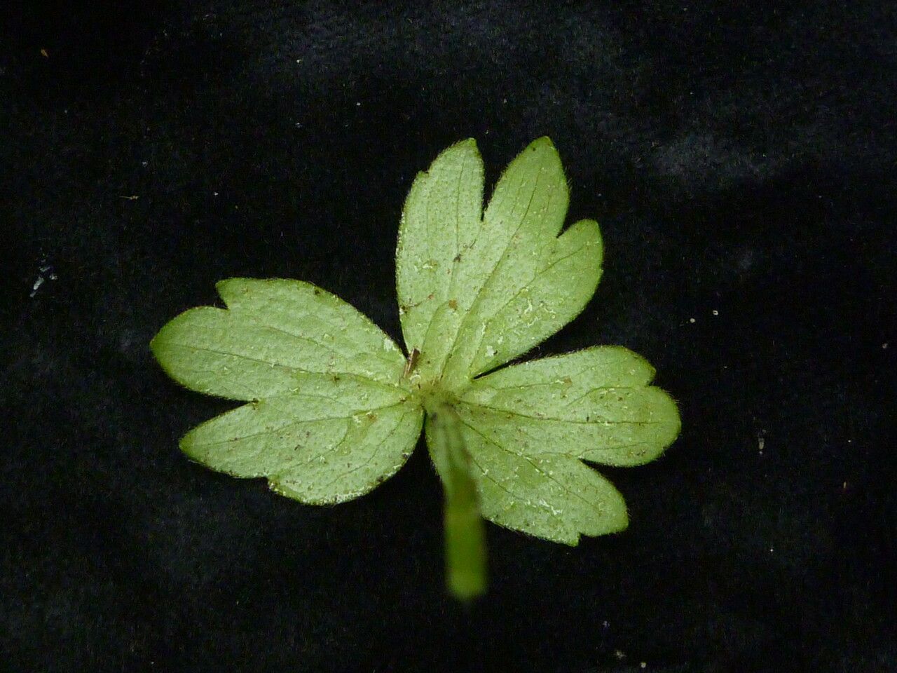 Ranunculus adoxifolius leaf