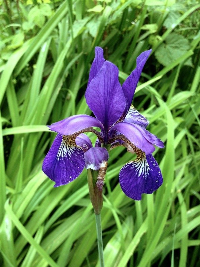 Iris sibirica flower